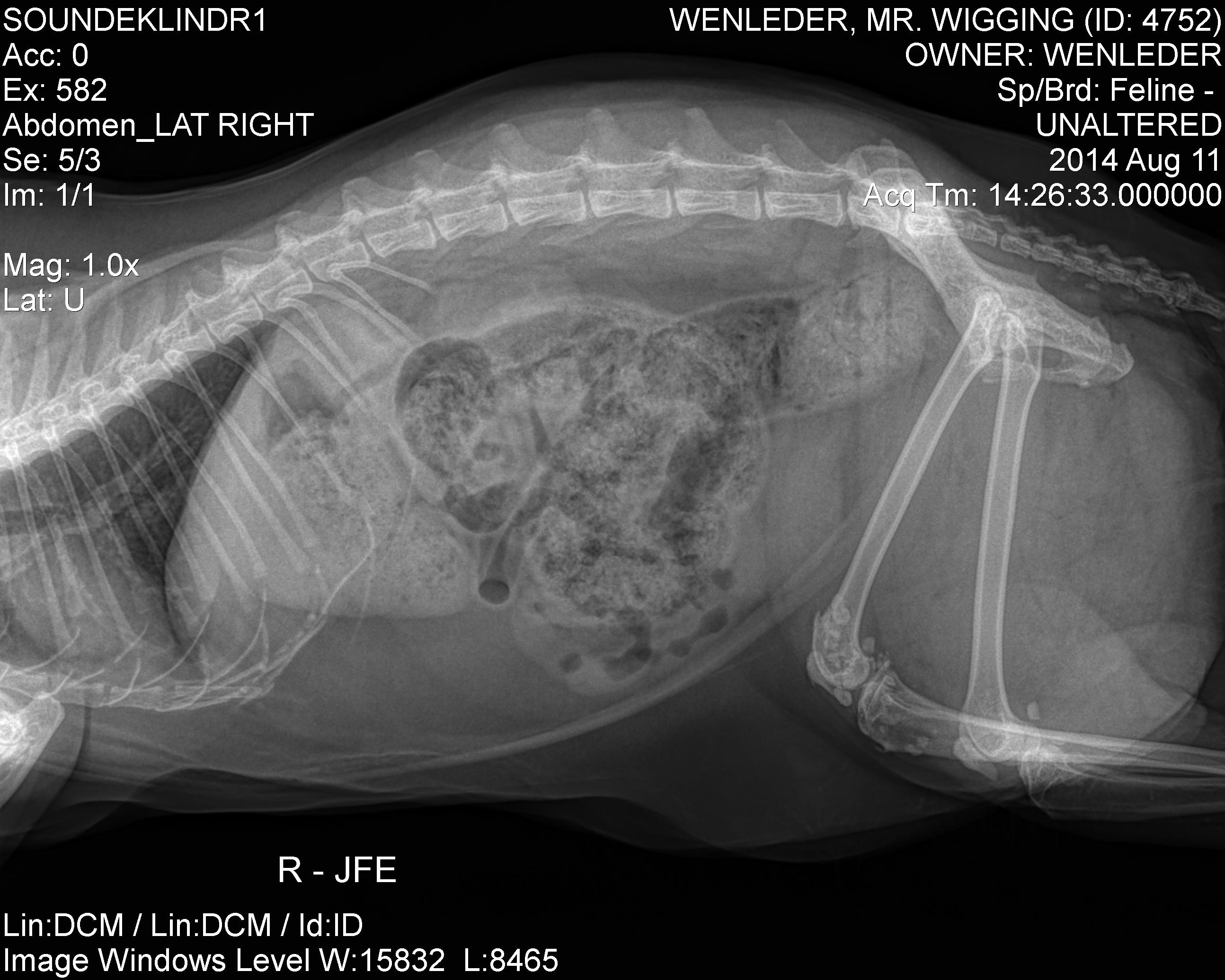 Kedilerde Osteokondrodisplazi hastalığı Nedir? 